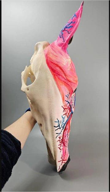 Anémomètre - Plastique - 2026 - Muscles et crâne