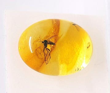 Natuurlijke Baltische amber met fossiele insecteninclusie in