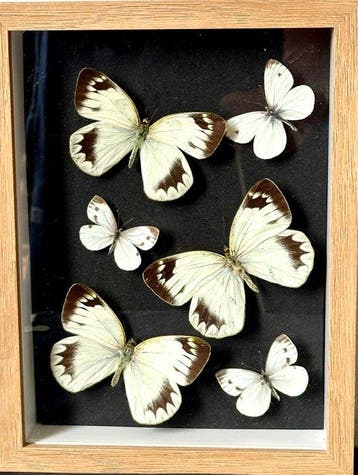 No reserve- Zuidoost-Azië Taxidermie volledige montage -, Verzamelen, Nieuw