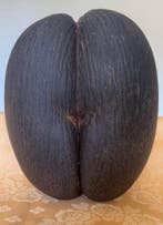 Coco de mer Taxidermie volledige montage - lodoica maldivica, Nieuw