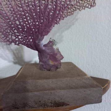 Corail Support de corps entier pour taxidermie - Gorgonia, Collections