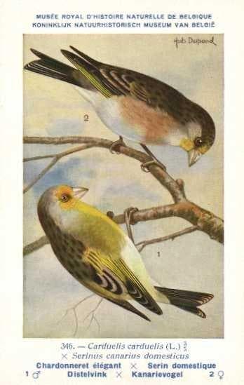 Vogels - genummerd tussen de 2 en 347 - Ansichtkaart (119) -, Gelopen