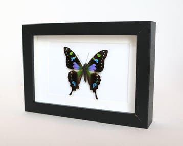 Vlinder Taxidermie volledige montage - Graphium weiskei - 10