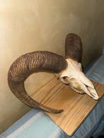 Mouflon Crâne avec bois de cerf - Muflone - 50 cm - 50 cm -, Antiquités & Art
