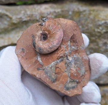 Perlmutt Ammonit - Animal fossilisé - Cadoceras