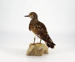 Voltapietre Taxidermie volledige montage - Arenaria