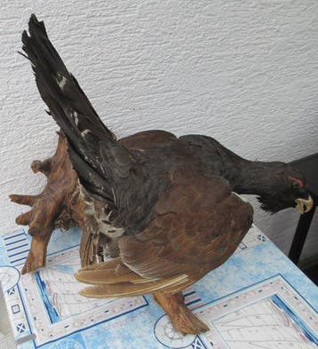 Auerhahn Taxidermie volledige montage - Tetrao urogallus -, Nieuw
