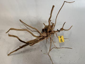 Driftwood Selected DW14 - 35x30x20cm (Small drift wood), Ophalen of Verzenden, Nieuw, Plant(en), Steen of Hout