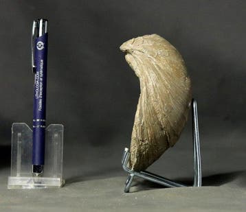 Grote oesterfossiel - - Gefossiliseerd dier - Gryphaea