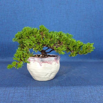 Jeneverbes bonsai (Juniperus) - Hoogte (boom): 9 cm - Diepte