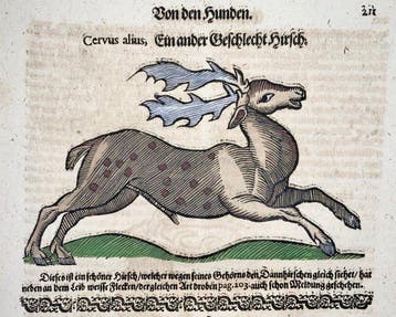 Conrad Gesner [1516-1565] - Domestic Dogs, Stag - Folio with