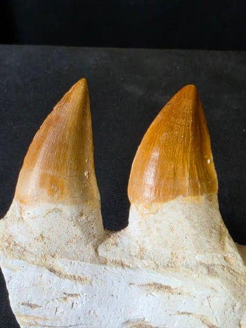 Mosasaurus - Fossiele tand - Mosasaur jaw from Morocco - 10