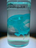 Rhopilema Pantser - Rhopilema esculentum - 7 cm - 3 cm - 3, Nieuw