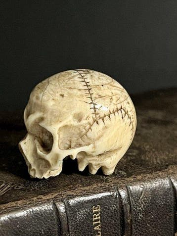 Kabinet van curiositeiten - Ivoor - 1750-1800 - Schedel