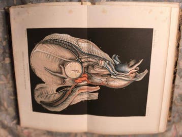 Henri Milne-Edwards - Annales des Sciences Naturelles :