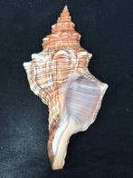 Zeeslak Zeeschelp - S-167 PLEUROPLOCA TRAPEZIUM (Zonder, Nieuw