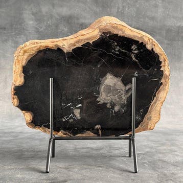 C - Tranche spectaculaire de bois pétrifié sur un socle