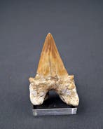 Requin - Dent fossile - Enorme Otodus obliquus high quality