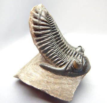 Trilobiet - Fossiel skelet - Hollardops mesocristata - 7 cm