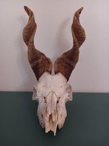 Girgantana geit Schedel - Capra hircus girgentana - 29.5 cm