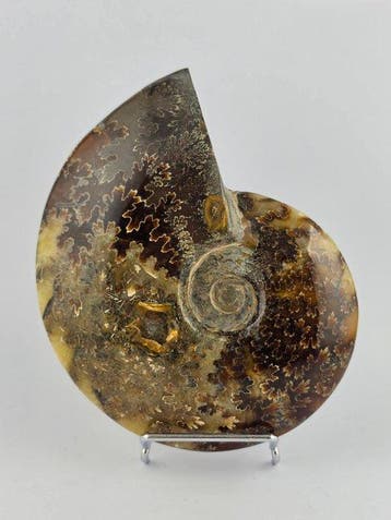 Ammoniet - Gefossiliseerd dier - Cleoniceras Ammonite