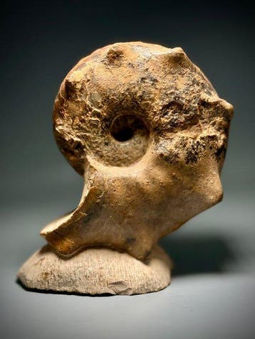 Grote ammoniet met tuberkels - Gefossiliseerde schelp -, Verzamelen
