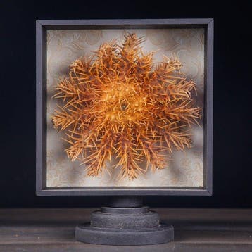 Levendig oranje kroonstekelzeester die zijn formidabele
