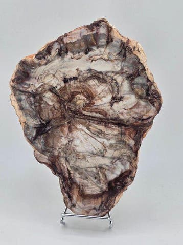 Fossiel hout - Gefossiliseerd hout - 14 cm (Zonder, Verzamelen
