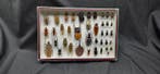 World multi Beetles ex French Mr Amédro Collection (39x26