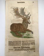 Conrad Gessner [d. 1565] - Deer, Stag, Elk, folio with 2