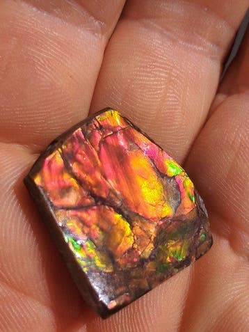Ammoliet - Fossiel fragment - Placenticeras - 2.7 cm - 2.4