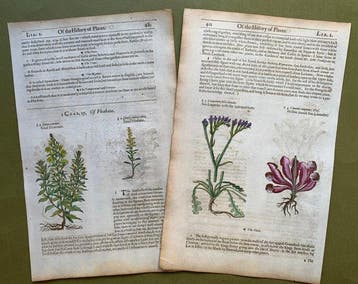 8 xilografie di piante fiorite - 1597