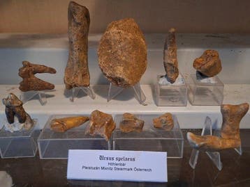 Verzameling grottenbeer Ursus spelaeus, 12 stuks - Fossiele, Verzamelen