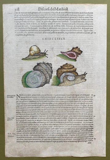 CHIOCCIOLE. - 1604