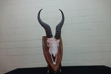 Springbok Schedel - Antidorcas marsupialis - 0 cm - 0 cm - 0