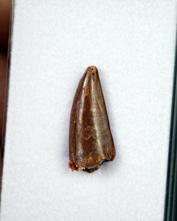 Dinosaure - Dent fossile - Abelisauridae