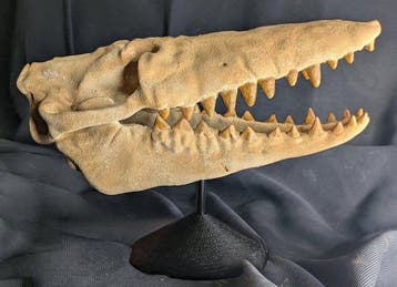 Fossiele schedel - Pakicetus - Whale terrestrial ancestor -