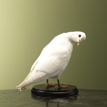 Witte Duif Taxidermie Opgezette Dieren By Max, Ophalen of Verzenden, Nieuw, Vogel, Opgezet dier