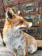 Renard roux Support de corps entier pour taxidermie - Vulpes