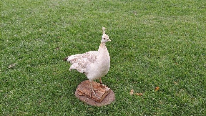 Pauw Taxidermie volledige montage - Pavo cristatus - 60 cm -, Verzamelen, Dierenverzamelingen