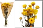 Helichrysum Geel bundel droogbloemen, Nieuw