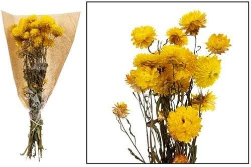 Helichrysum Geel bundel droogbloemen, Huis en Inrichting, Woonaccessoires | Kunstplanten en Kunstbloemen, Nieuw
