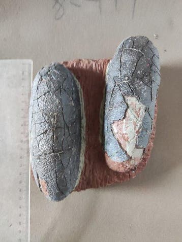 Gefossiliseerd ei - Oviraptorosaur - 22 cm - 20 cm