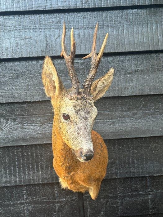 Reebok Taxidermie volledige montage - Capreolus capreolus -, Verzamelen, Dierenverzamelingen