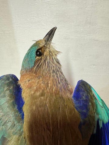 Koe Taxidermie volledige montage - Indian Roller - 0 cm - 0