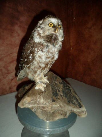 Rauhfußkauz Taxidermie volledige montage - Aegolius funereus, Nieuw