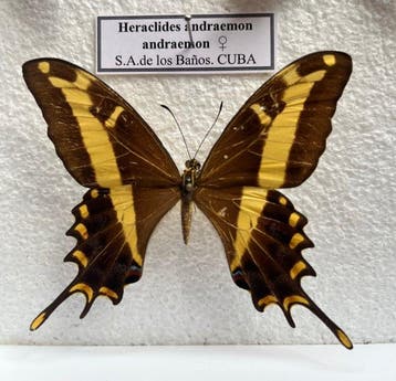 Papillon Support de corps entier pour taxidermie -