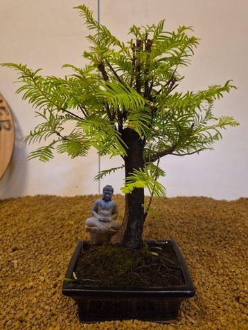 Kustmammoetboom bonsai (Sequoia) - Hoogte (boom): 32 cm -