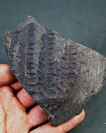 Paleobotanische fossiele plant - Gefossiliseerde plant -