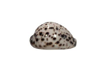 Extreem wit Albino Tijger-Kauri: Cypraea tigris f. albino